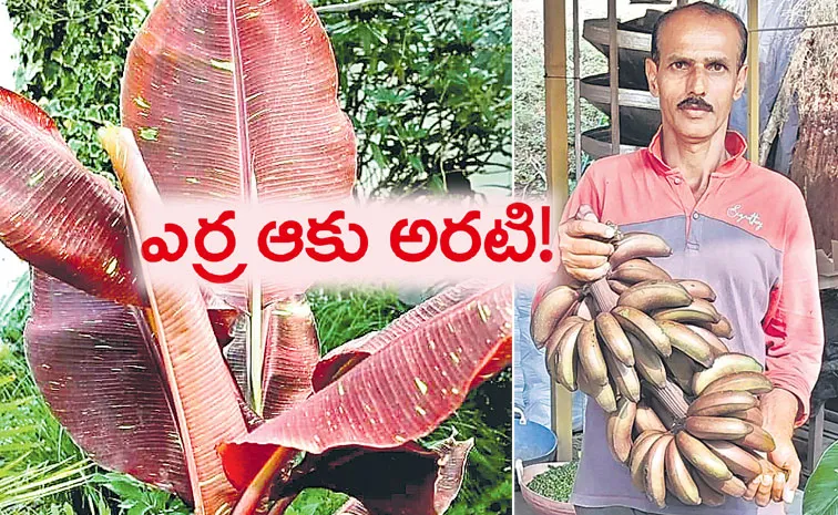 Red banana in Mysore Banana Festival