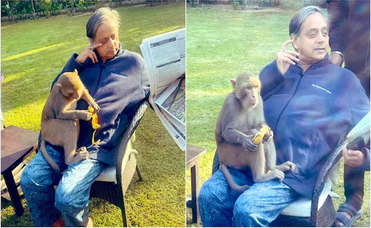 Monkey on Shashi Shashi Tharoor lap