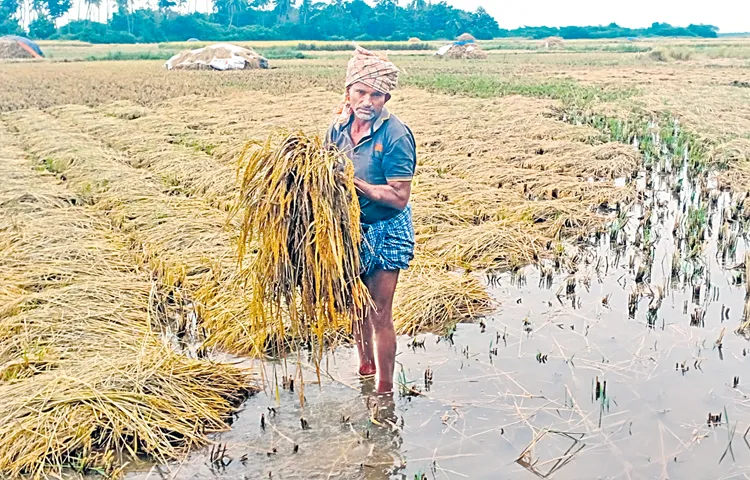 Brokers and millers are exploiting farmers