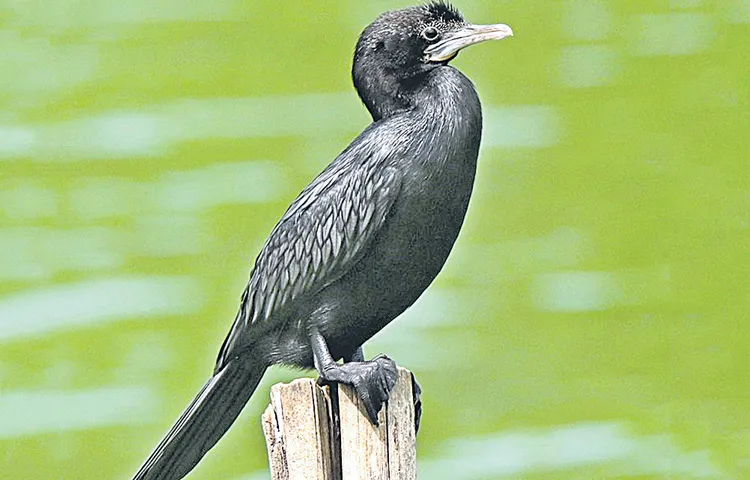 Arrival of foreign migratory birds in the state