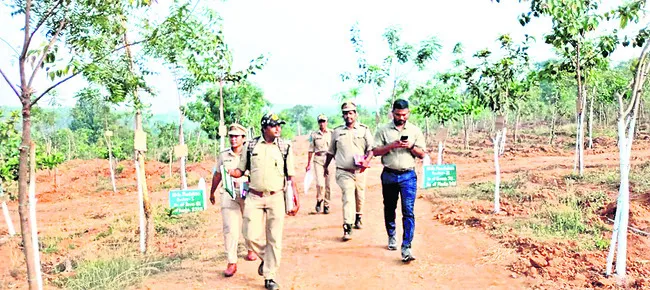 అడవుల అభివృద్ధికి ప్రత్యేక చర్యలు