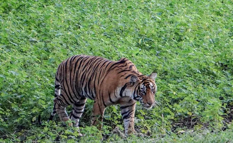 Tiger Attack On Pregnant Lady At Maharashtra