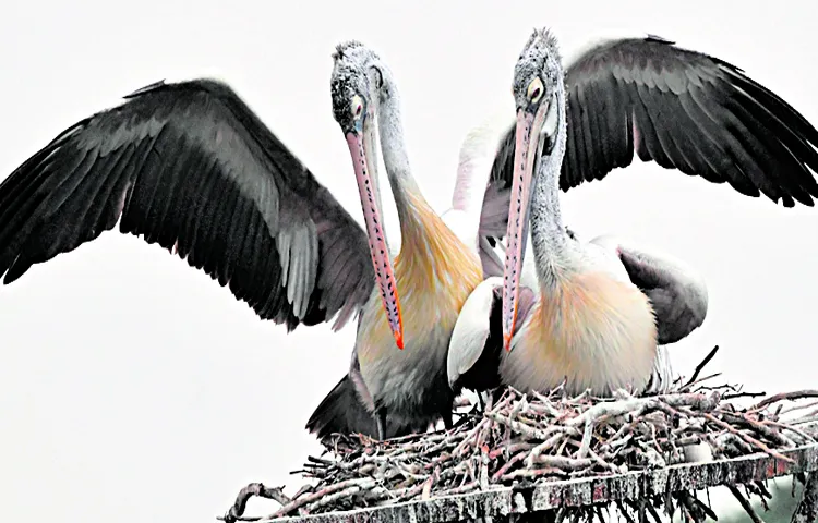 Pulicat Lake is a breeding ground for migratory birds