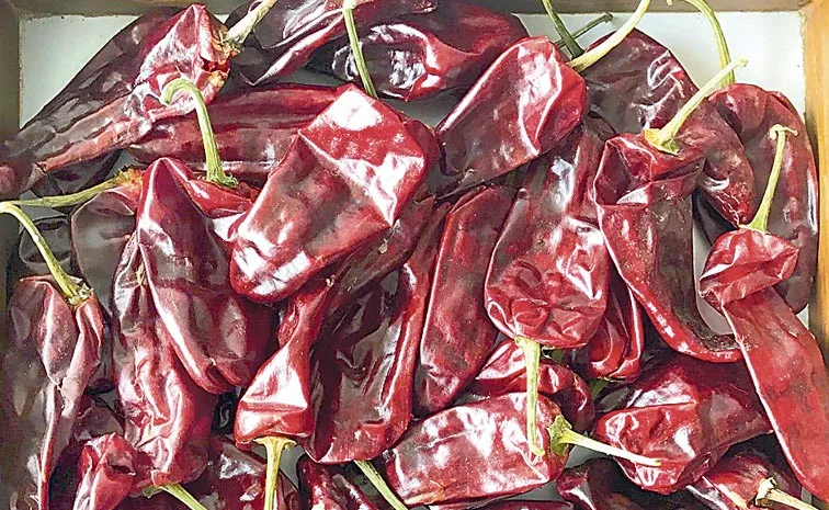  Warangal Chapata Chilli Wins GI Tag: Telangana