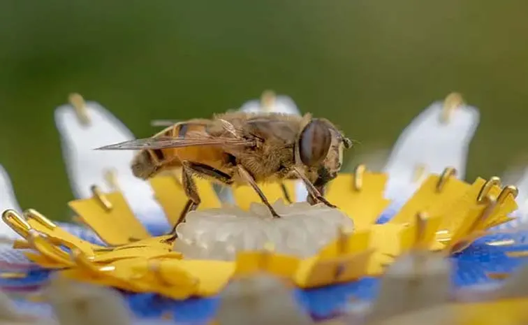 Dutch Designer Matilde Boelhouwer Designed Artificial Flowers For Bees