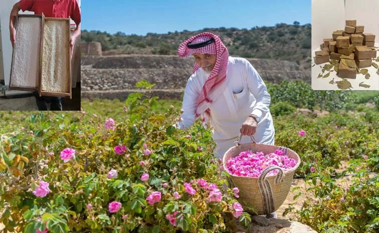 Rose Farm In Taif Sake Making With koji Aleppo Ghar Soap Art In Syria