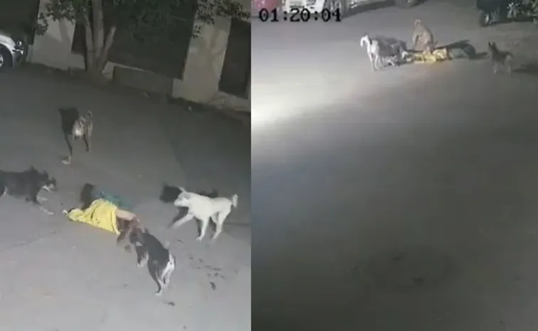 Thane Dog attack 68-year-old woman chased, bitten by stray dogs viral video