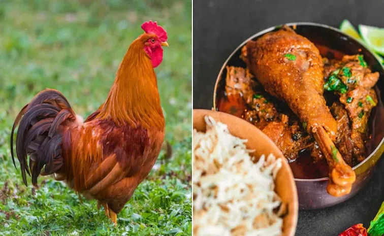 Chhattisgarh: Promising Loan bank manager eats desi chicken worth Rs 39000 from farmer