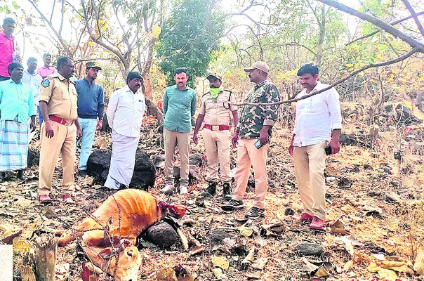 చిరుతపులి దాడిలో ఆవు మృతి