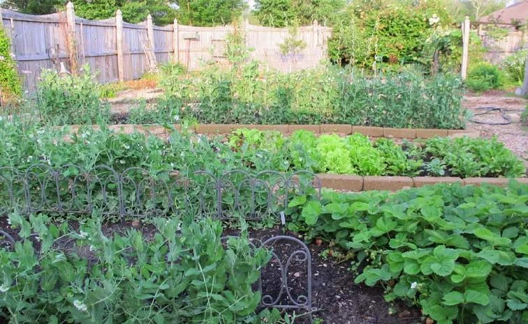 These Principles For Success In Vegetable Gardening