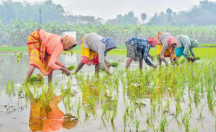 Sakshi Guest Column On Agricultural laborers and Farming