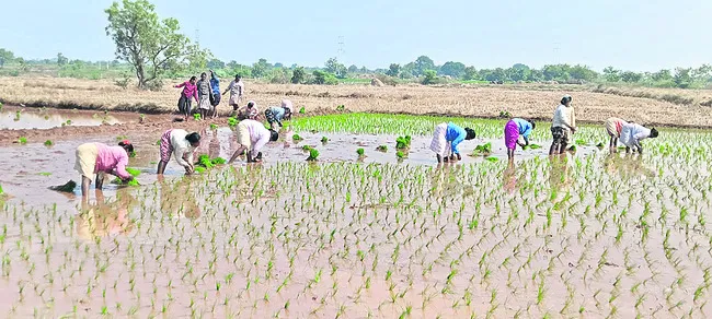 సాగు సంబురం 