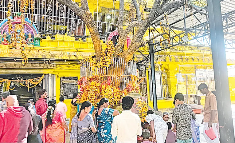 ganga tree in komuravelli mallanna temple