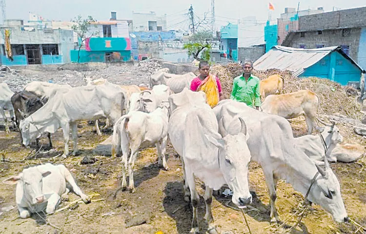 A herd of 150 cows with a cow given as dowry