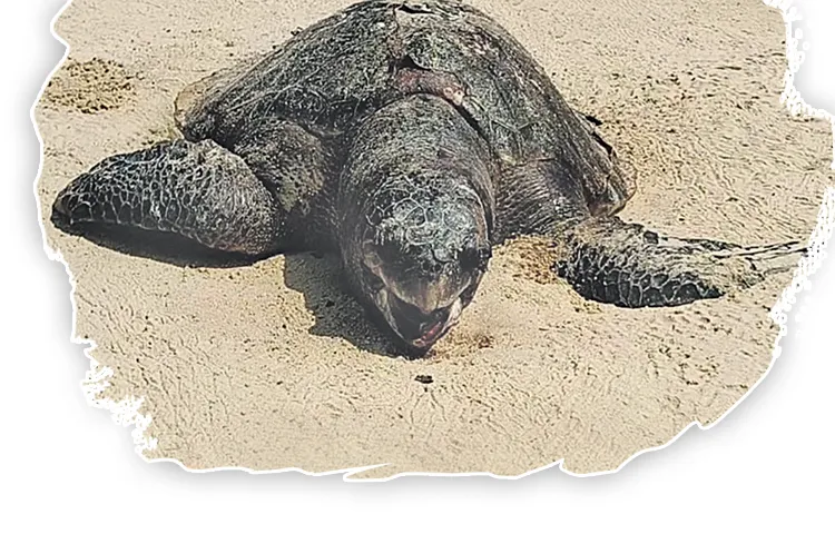 Environmentalists express concern over Olive Ridley turtles