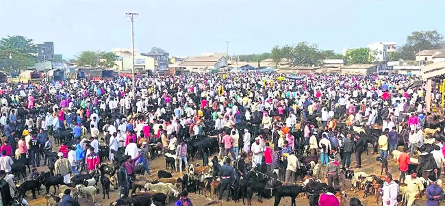 కిక్కిరిసిన మేకల సంత 