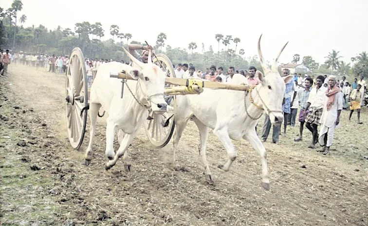 Bull Race in Chodavaram: andhra pradesh