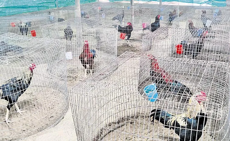 cockfighting: High demand for meat of dead fighter chicken