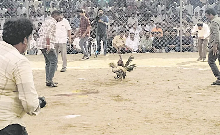 Cockfighting fair in united Godavari districts