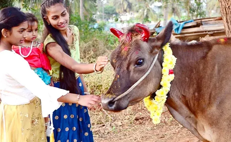 Kanuma Significance & Importance, Also Cattle Festival