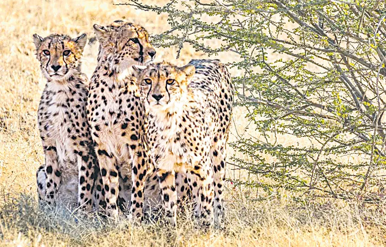 Leopards released into the wild die of various diseases