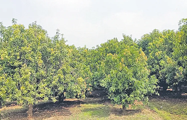 Effect of snowfall on mango yield