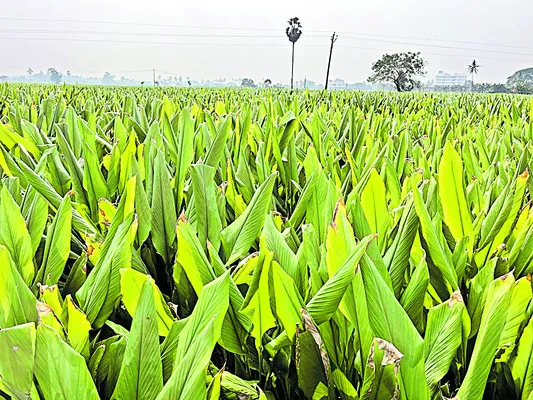 పసుపు సౌభాగ్యం దక్కేనా! 