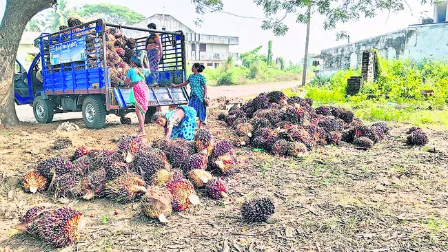 ముఫ్పై ఏళ్ల ఆదాయం: పామాయిల్‌తో సాధ్యం