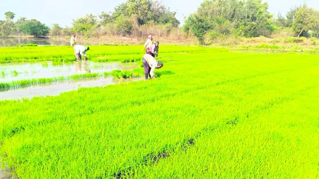 ఆడ, మగ సాగు.. ఆదాయం మెండు