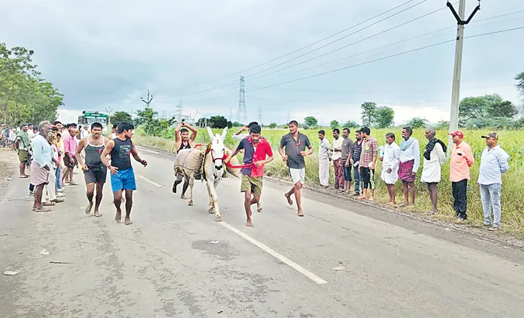 Donkey Competition In Kurnool