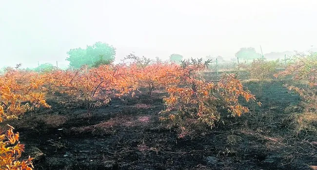 పండ్లతోట దగ్ధం 