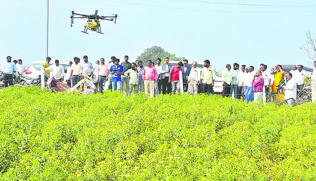 తెల్ల కుసుమ సాగుతో అధిక దిగుబడి 
