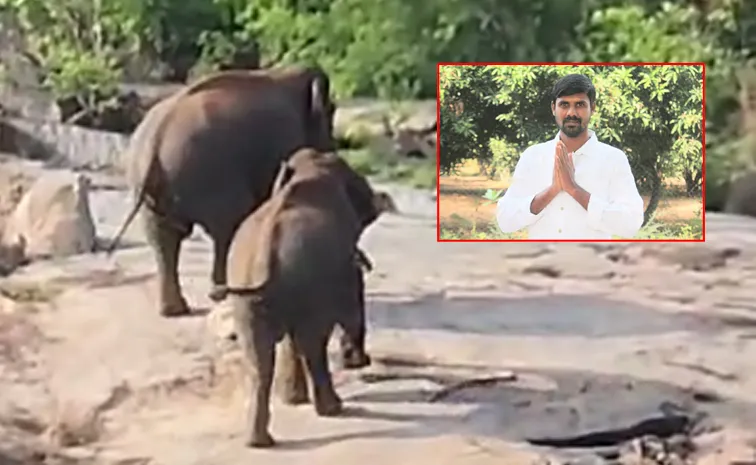 Chandragiri TDP young Leader Died in Elephant Attack