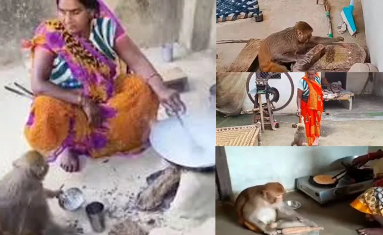 The Social Media Star Monkey Who Rolls Chapatis And Washes Utensils In UP's Raebareli