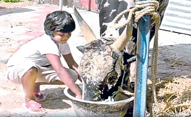 Ten year old girl training bulls for Jallikattu in Tamil Nadu