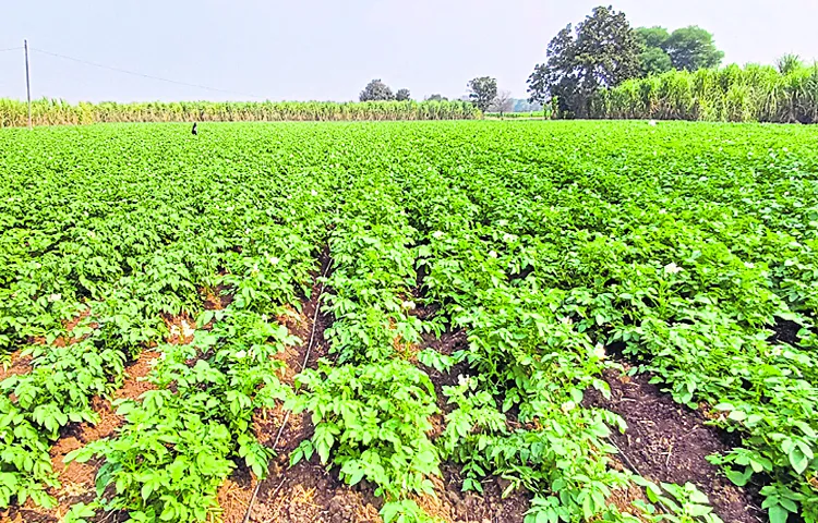 Cultivation of three crops in a year with water conservation