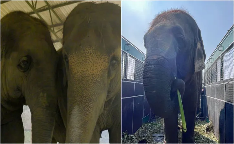 two elephants from ISKCON Mayapur are set to receive lifelong care and support at Vantara