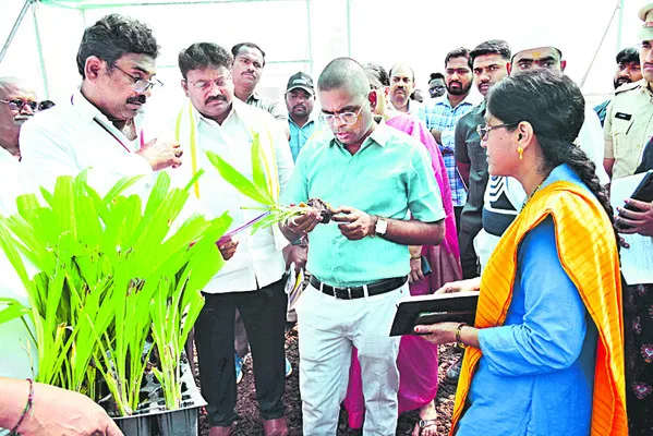 రైతుల పాలిట కల్పవృక్షం ఆయిల్‌పామ్‌