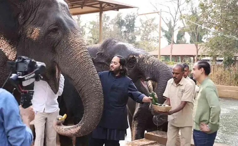 Arunachal to Gujarat: Ambani's Vantara Zoo Elephants Transportation Sparks Debate