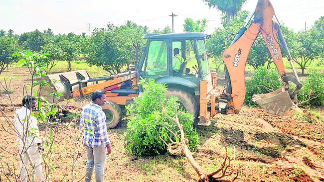 మామిడి చెట్ల కూల్చివేత