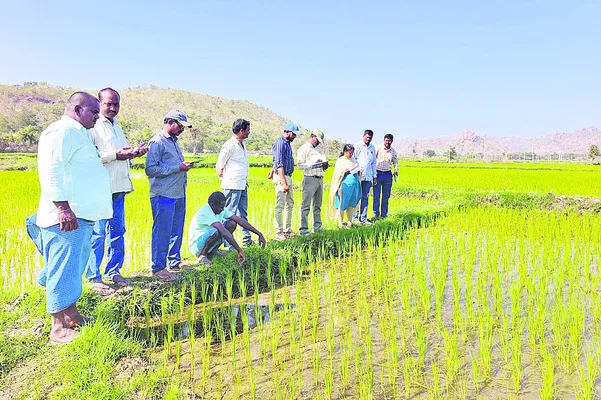 వరికి మొగి పురుగు, అగ్గి తెగులు