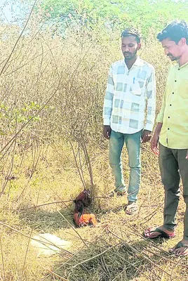 కోళ్లు చనిపోతున్నాయ్‌...!