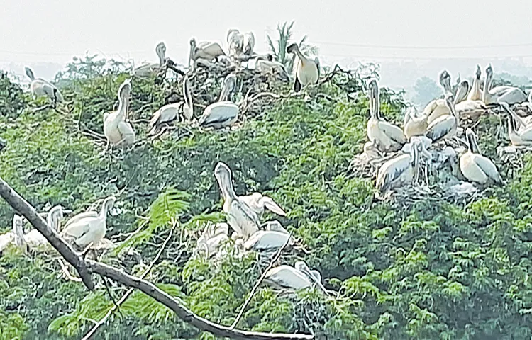 A museum for birds