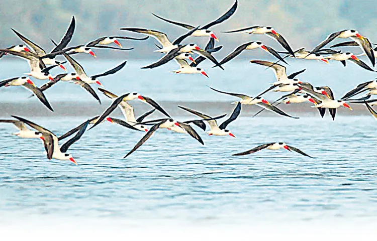 Bird count concludes in Korangi Sanctuary