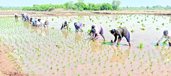 45 వేల ఎకరాల్లో వరిసాగు.. 
