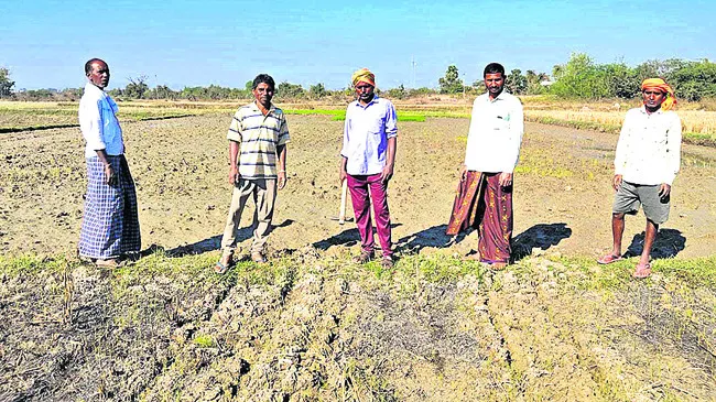 నాటు వేయాలా.. వద్దా? 