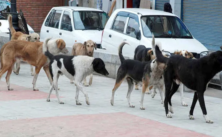 Dogs Attack, Drag Elderly Woman In Punjab's Khanna