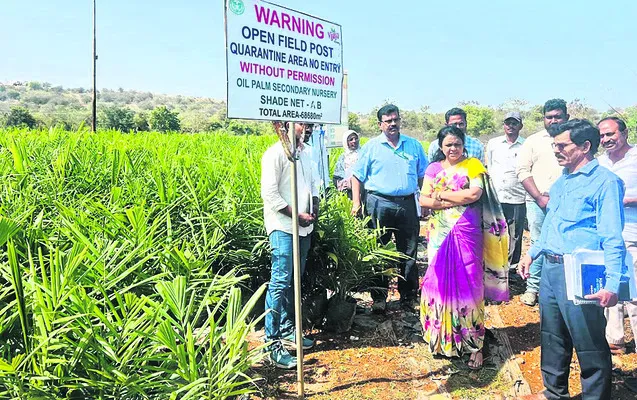 ఆయిల్‌పాం సాగుతో అధిక ఆదాయం 
