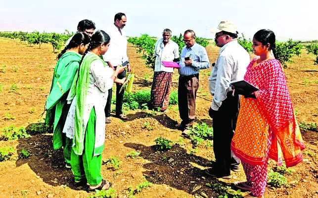 దెబ్బతిన్న పంటలను పరిశీలించిన శాస్త్రవేత్తలు 