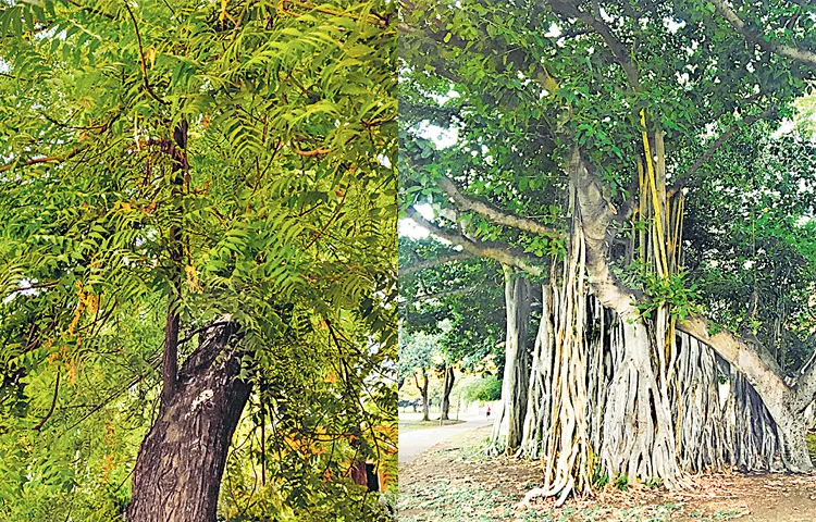 Checking air pollution with banyan and neem trees 